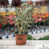 Kalanchoe tomentosa nigra