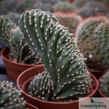 Lemaireocereus marginatus cristata