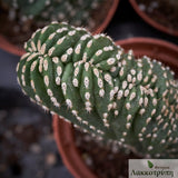 Lemaireocereus marginatus cristata