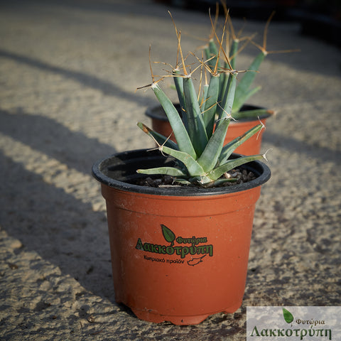 Leuchtenbergia principis