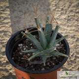 Leuchtenbergia principis