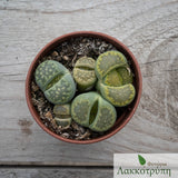 Lithops
