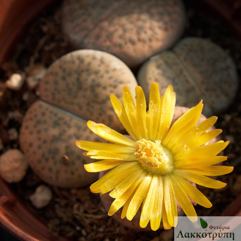 Lithops