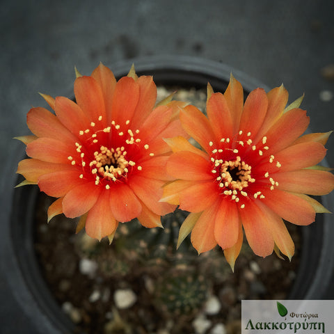 Echinopsis ancistrophora arachnacantha