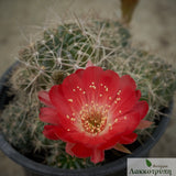 Lobivia hertrichiana