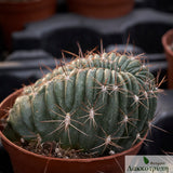 Lobivia pentlandii cristata