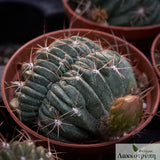 Lobivia pentlandii cristata