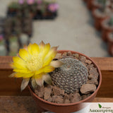 Lobivia famatimensis