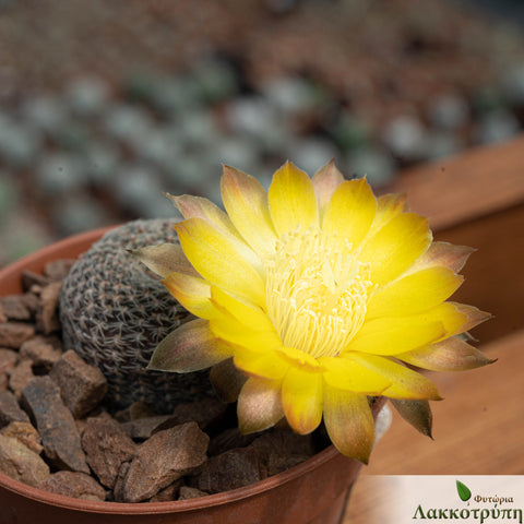 Lobivia famatimensis