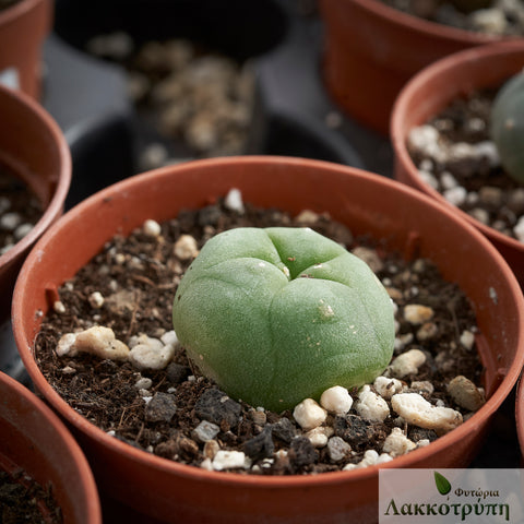 Lophophora fricii