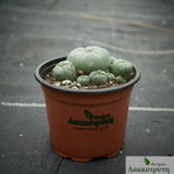 Lophophora williamsii
