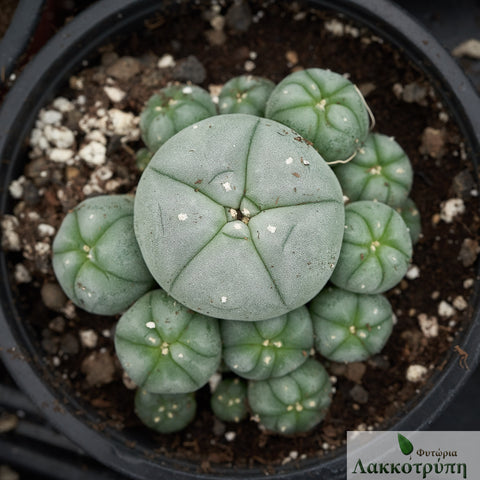 Lophophora williamsii