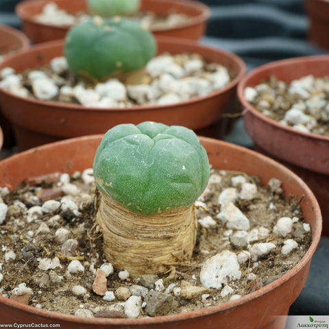Lophophora koehresii