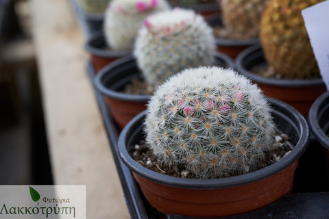 Mammillaria carmenae
