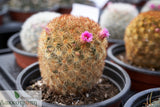 Mammillaria carmenae "rubrispina" 