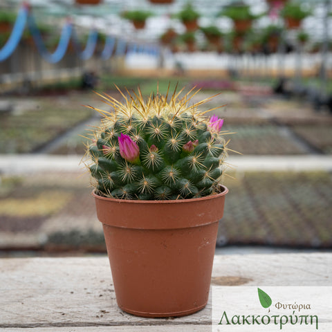 Mammillaria Ginsa Maru