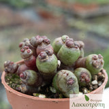 Mammillaria bocasana fred.