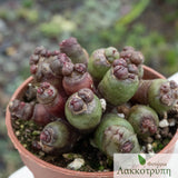 Mammillaria bocasana fred.