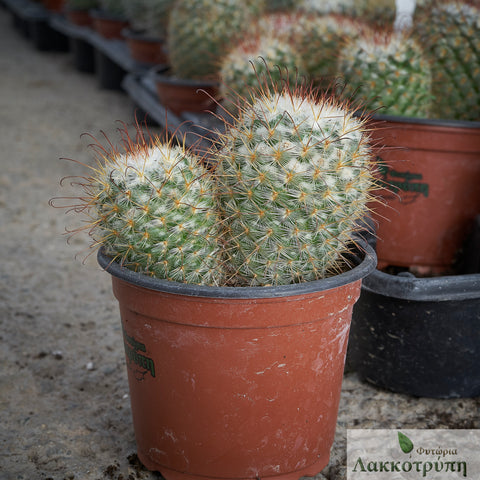 Mammillaria bombycina