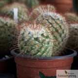 Mammillaria bombycina