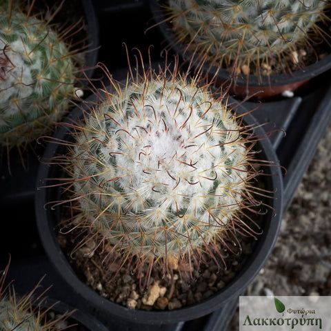 Mammillaria bombycina