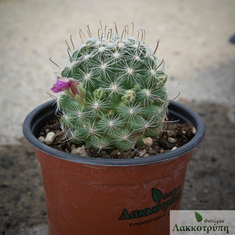 Mammillaria boolii
