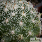 Mammillaria boolii
