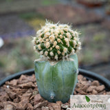 Mammillaria duwei monstrose