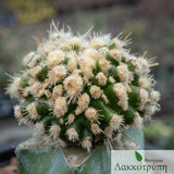 Mammillaria duwei monstrose