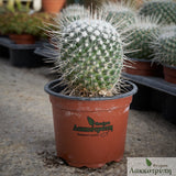 Mammillaria geminispina