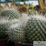 Mammillaria geminispina