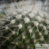 Mammillaria geminispina