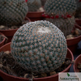 Mammillaria huitzilopochtli