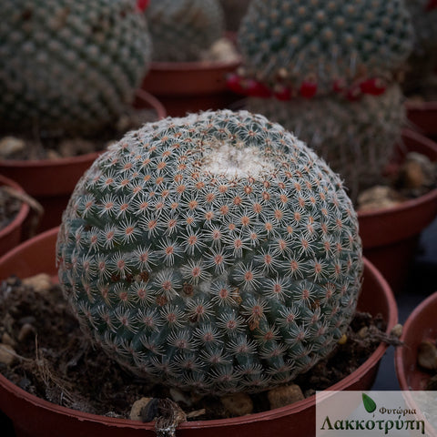 Mammillaria huitzilopochtli