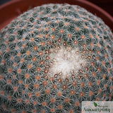 Mammillaria huitzilopochtli