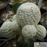 Mammillaria humboldtii Grafted