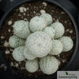 Mammillaria humboldtii Grafted