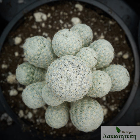 Mammillaria humboldtii Grafted