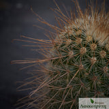 Mammillaria magnifica