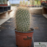 Mammillaria magnifica