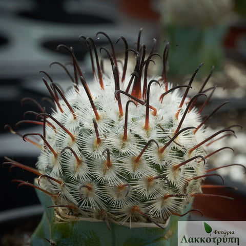 Mammillaria perezdelarosae. Grafted