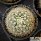 Mammillaria senilis