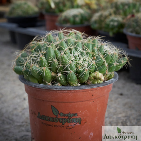 Mammillaria sphaerica