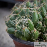 Mammillaria sphaerica