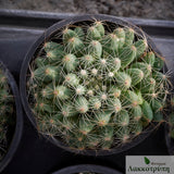 Mammillaria sphaerica