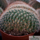 Mammillaria spinosissima rubrispina cristata