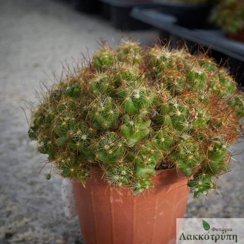 Mammillaria surculosa