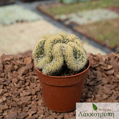 Mammillaria elongata cristata
