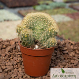Mammillaria elongata lemon cristata