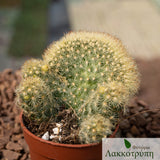 Mammillaria elongata lemon cristata